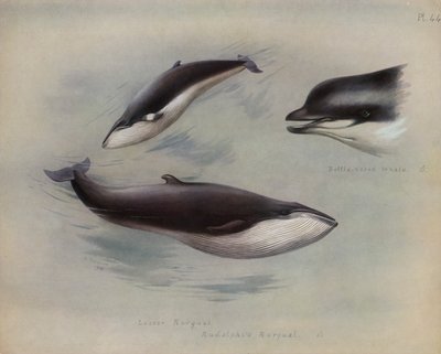 Balena minore, balena di Rudolphi, balena dal naso a bottiglia da Archibald Thorburn